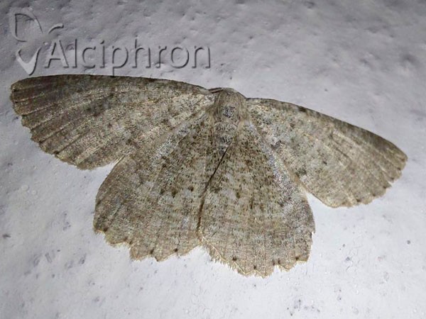 Charissa pullata