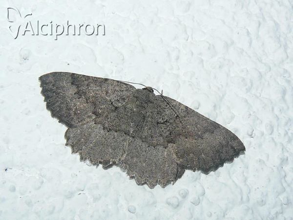 Charissa intermedia