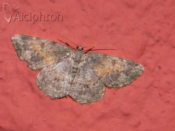 Charissa variegata