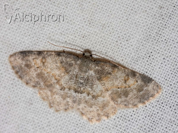 Charissa variegata