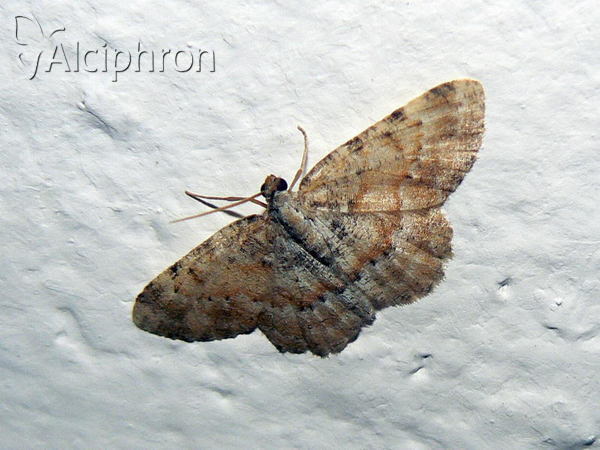 Charissa variegata