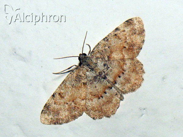 Charissa variegata