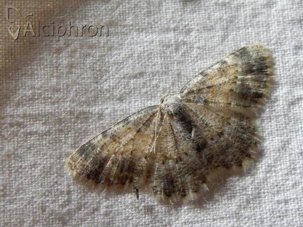 Charissa variegata