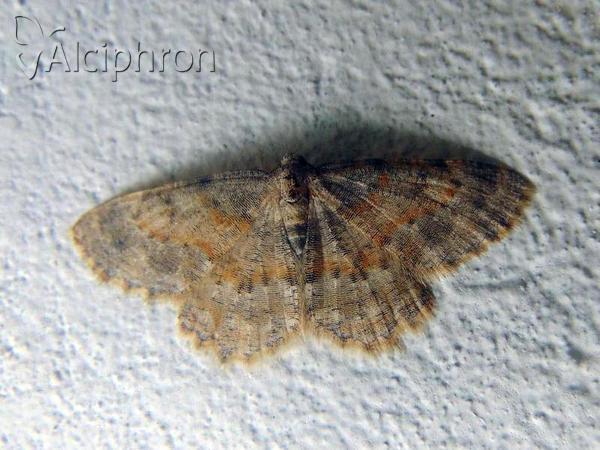 Charissa variegata