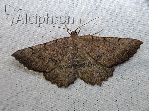 Gnophos dumetata