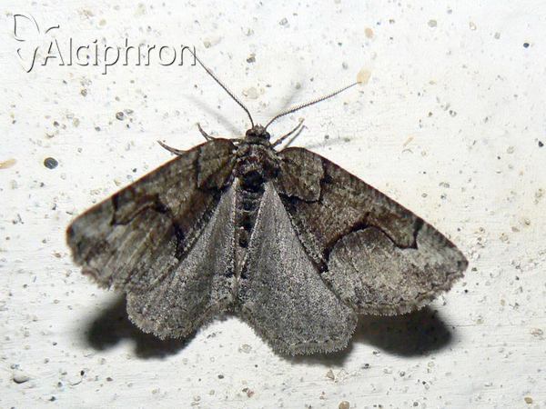 Asovia maeoticaria