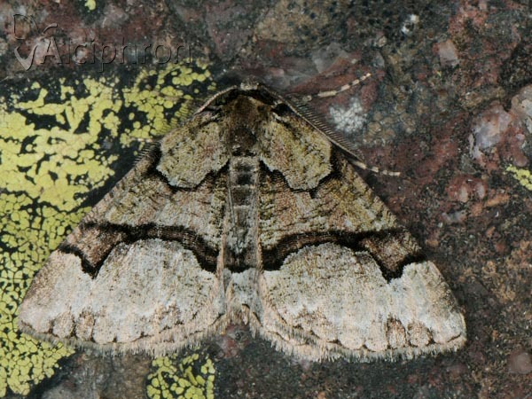 Asovia maeoticaria