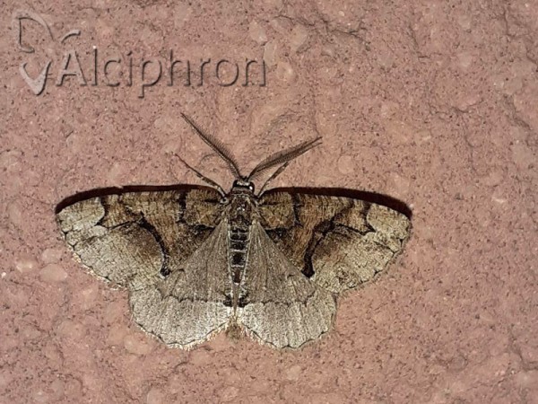 Asovia maeoticaria