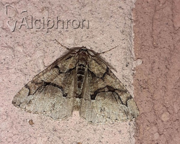 Asovia maeoticaria