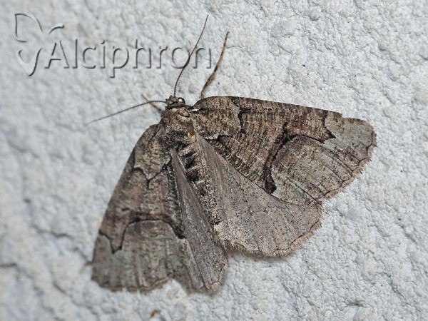 Asovia maeoticaria