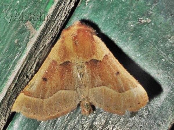 Crocallis tusciaria