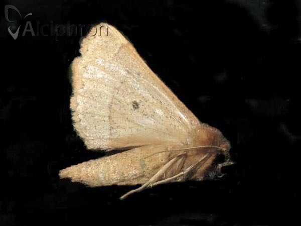 Crocallis tusciaria