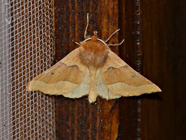 Crocallis tusciaria