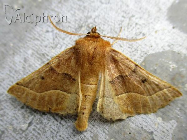 Crocallis tusciaria