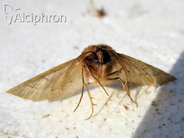 Crocallis tusciaria