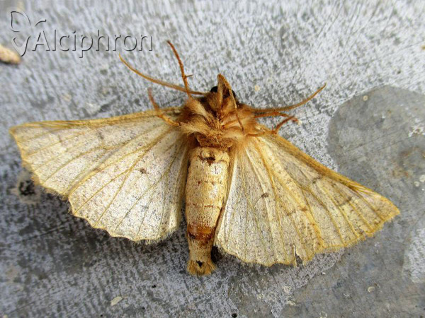 Crocallis tusciaria