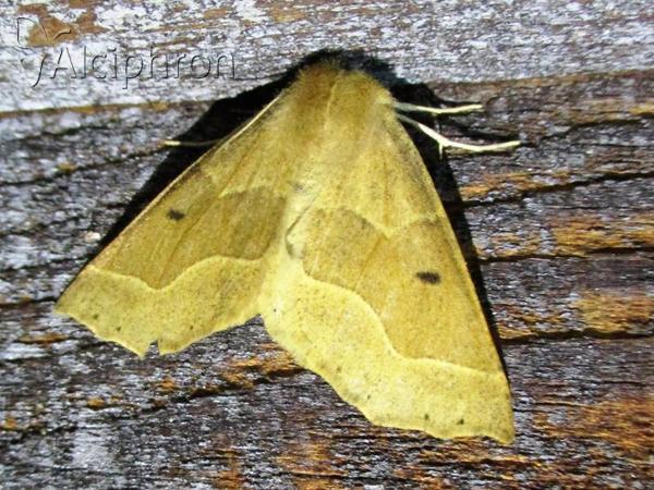 Crocallis tusciaria