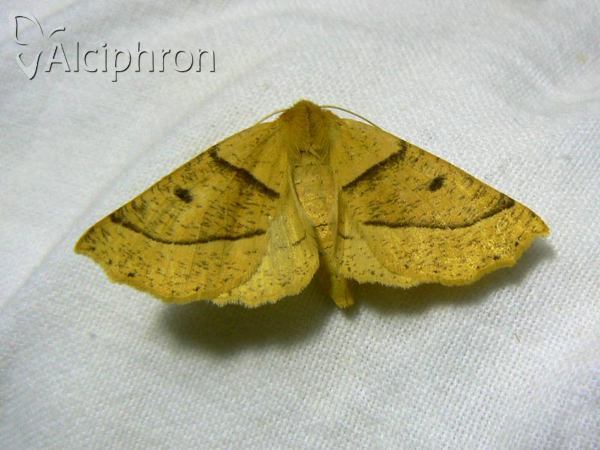 Crocallis elinguaria