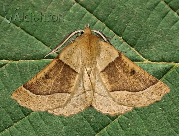 Crocallis elinguaria