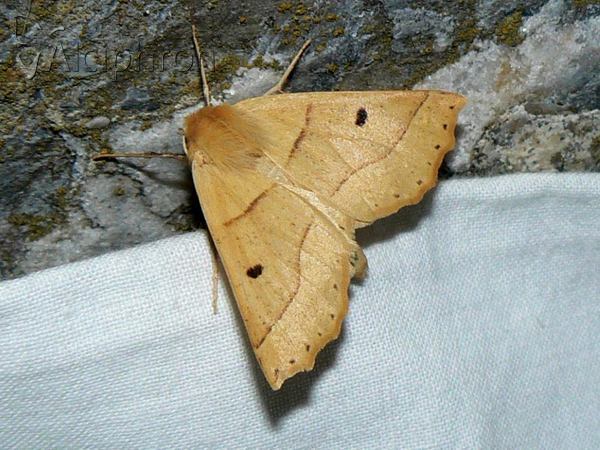 Crocallis elinguaria