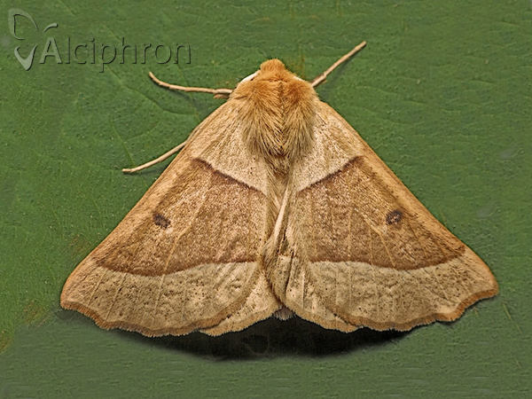 Crocallis elinguaria