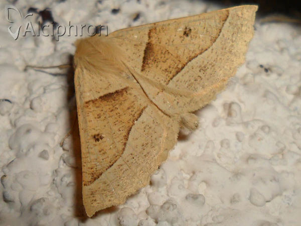 Crocallis elinguaria