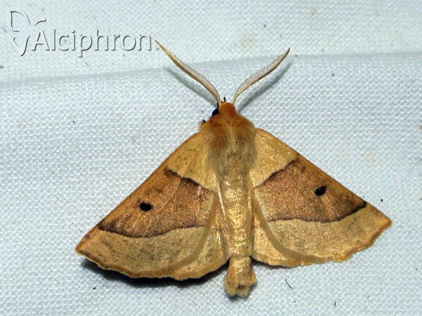 Crocallis elinguaria
