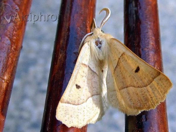 Crocallis elinguaria