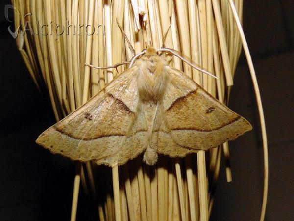 Crocallis elinguaria