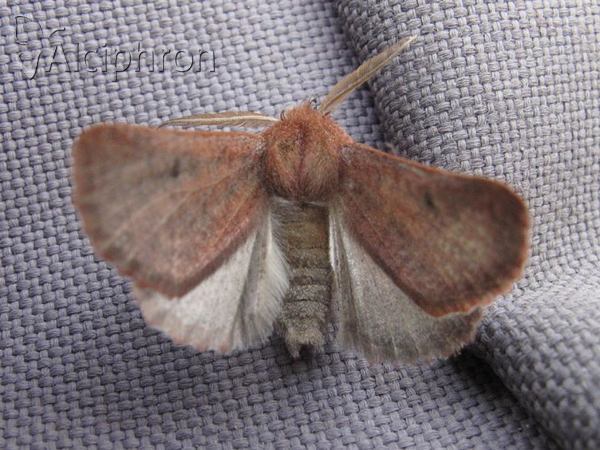 Dasycorsa modesta