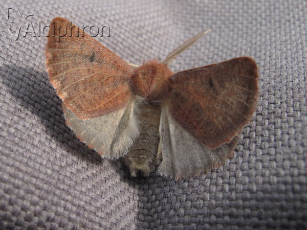 Dasycorsa modesta