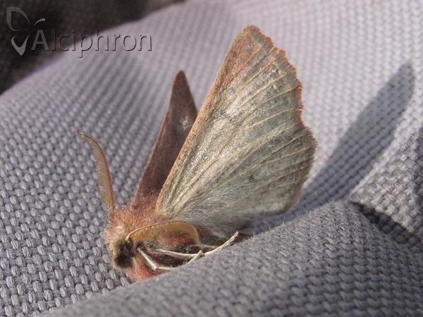 Dasycorsa modesta