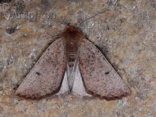 Dasycorsa modesta