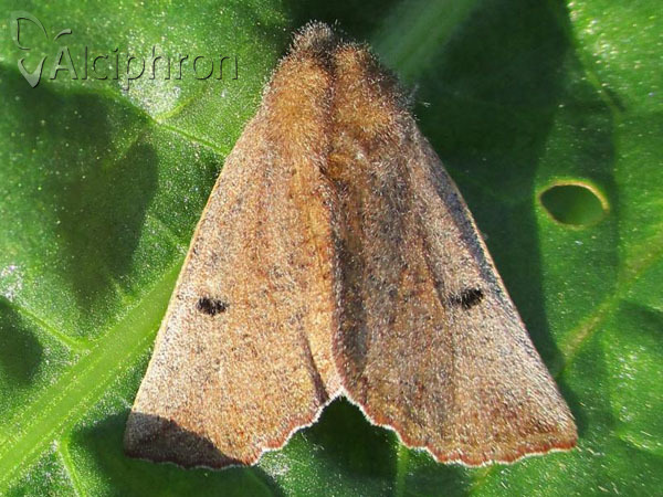 Dasycorsa modesta