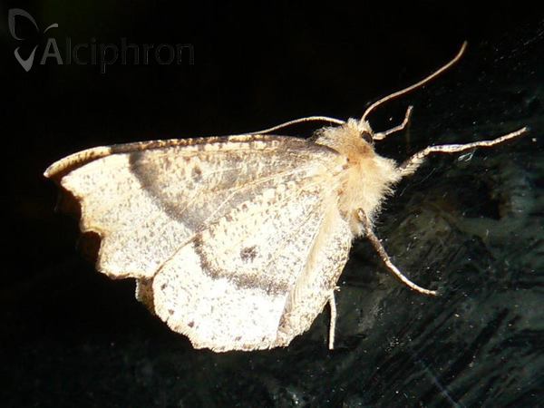 Odontopera bidentata