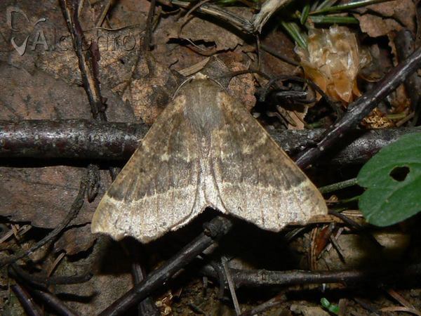 Odontopera bidentata