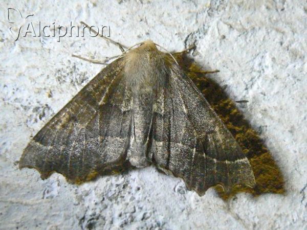 Odontopera bidentata
