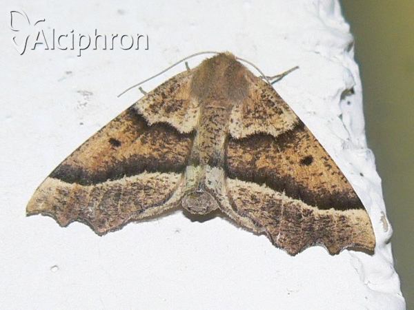 Odontopera bidentata