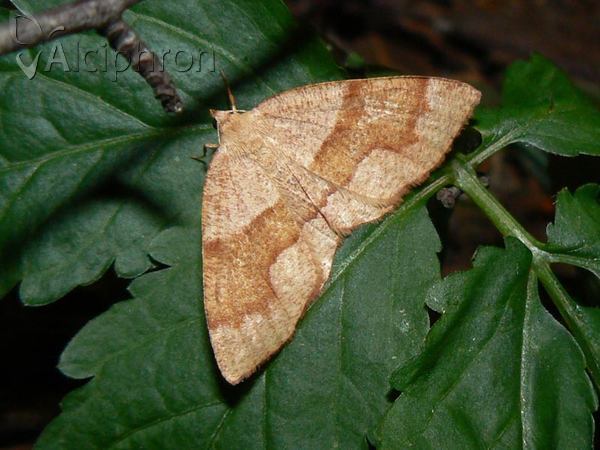 Plagodis pulveraria
