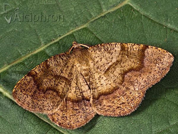 Plagodis pulveraria