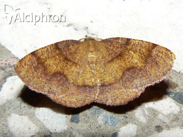 Plagodis pulveraria