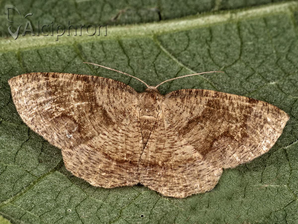 Plagodis pulveraria