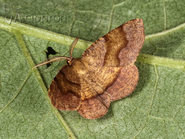 Plagodis pulveraria