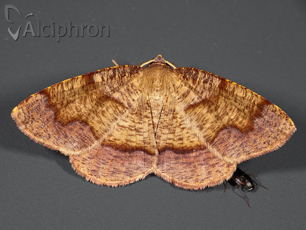 Plagodis pulveraria