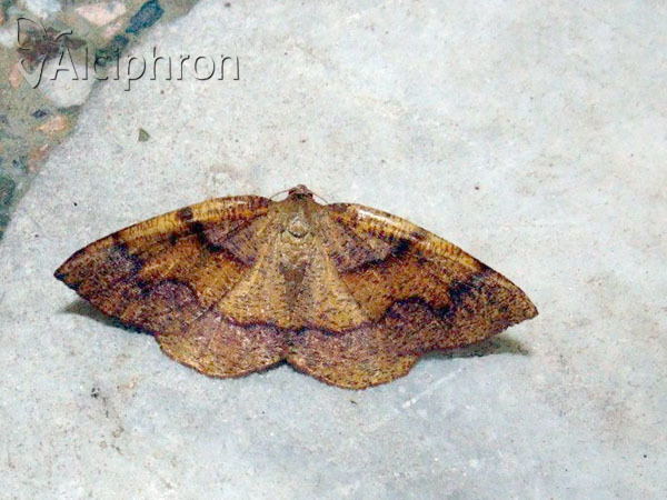 Plagodis pulveraria
