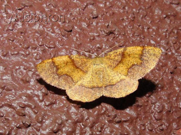 Plagodis pulveraria