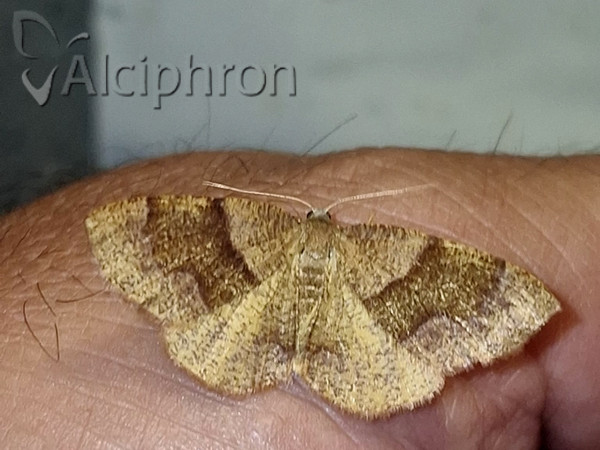 Plagodis pulveraria