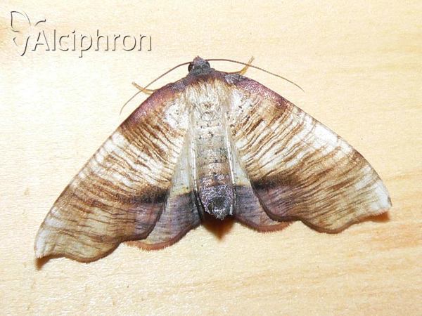 Plagodis dolabraria