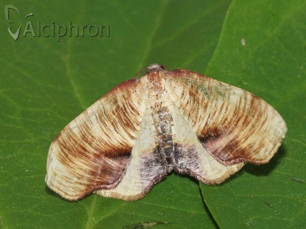 Plagodis dolabraria