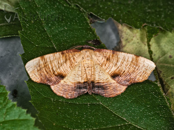 Plagodis dolabraria